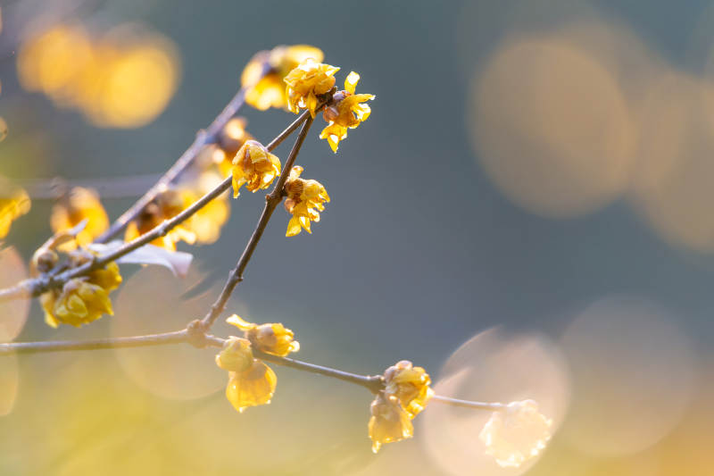 冬日金花绽放图片