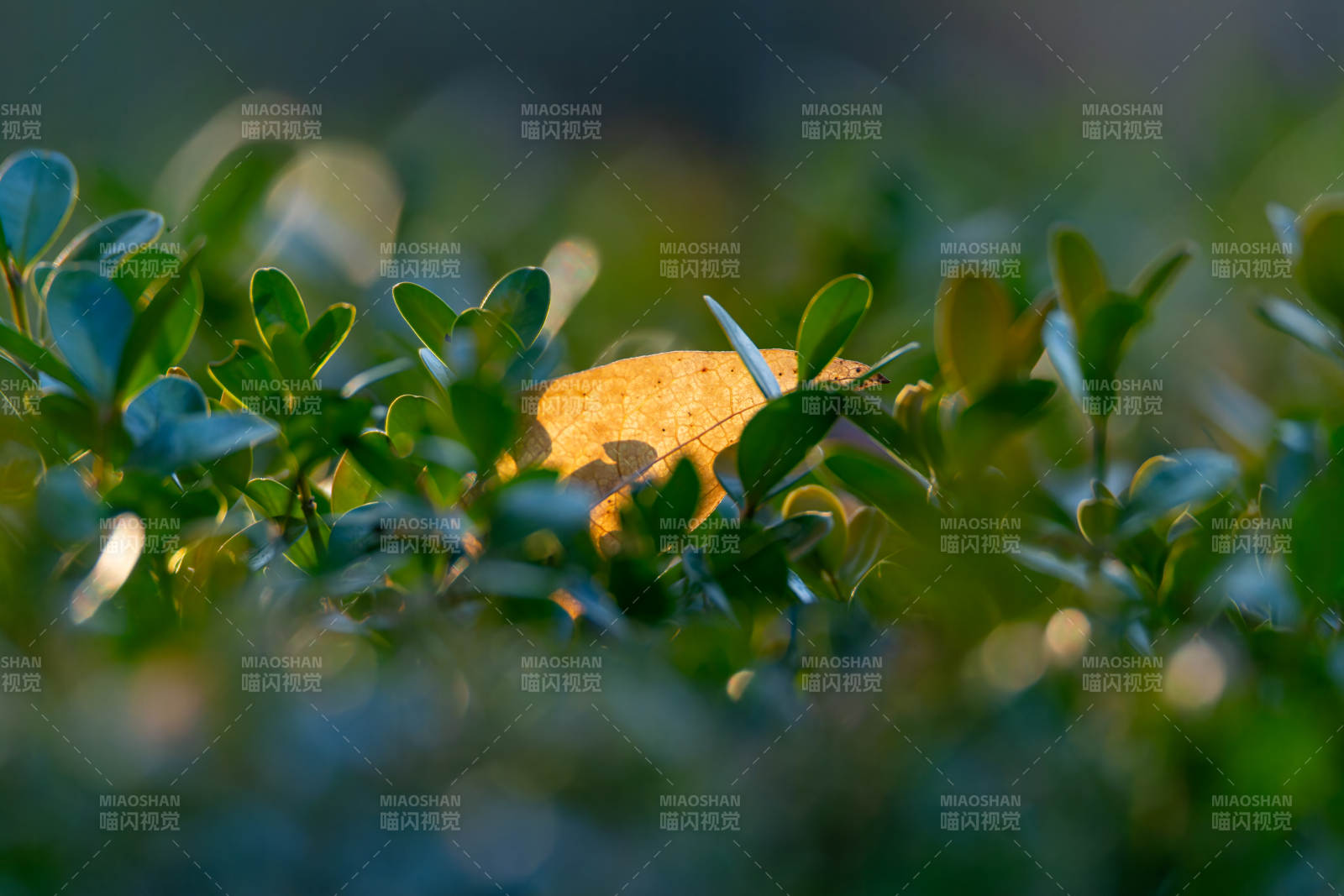 秋叶藏绿丛图片