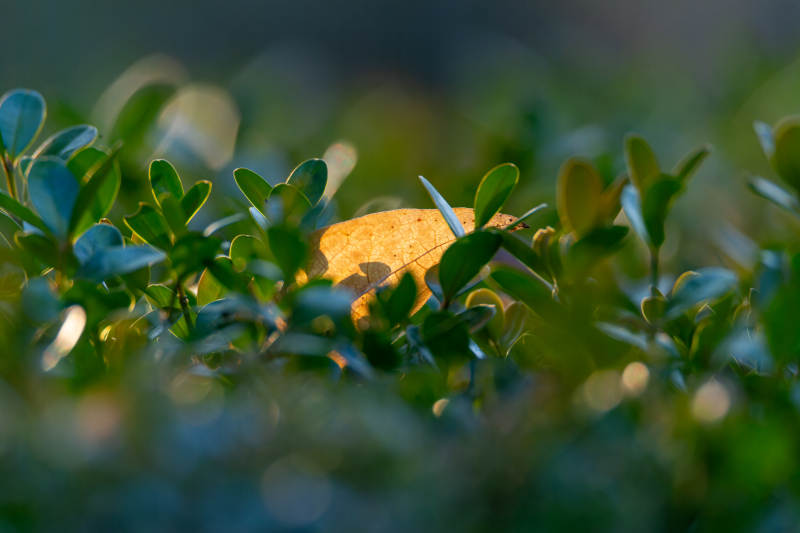 秋叶藏绿丛图片