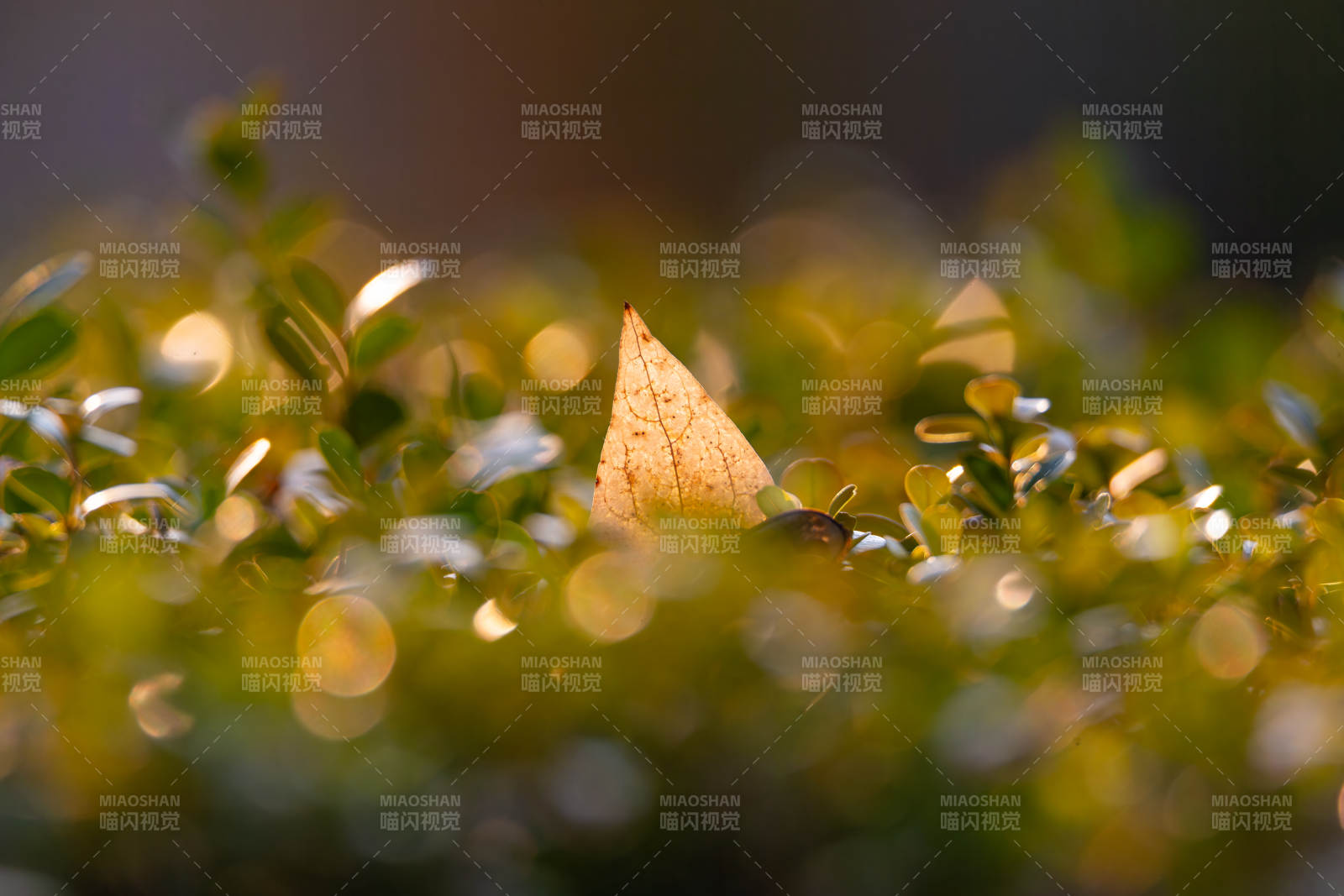 秋叶静卧绿丛中图片