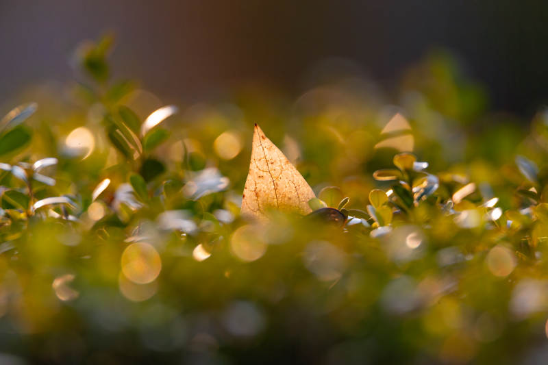 秋叶静卧绿丛中图片