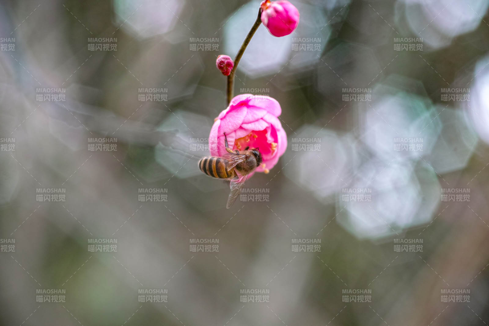 蜂恋梅花图片