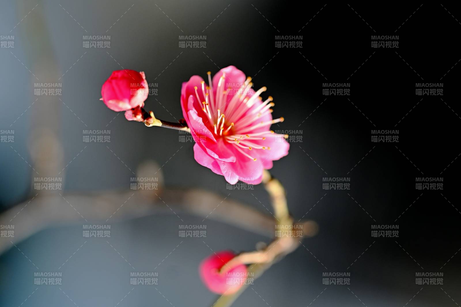 梅花绽放枝头图片