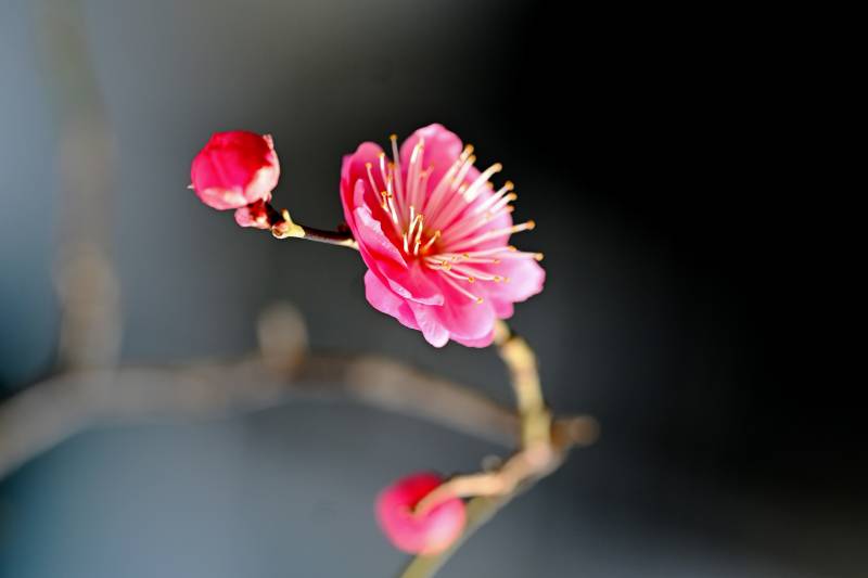 梅花绽放枝头图片