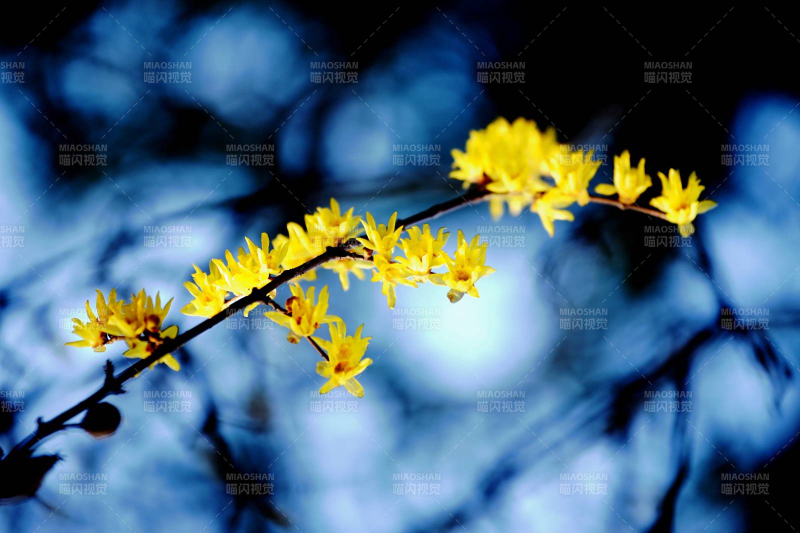 春日黄花绽放图片