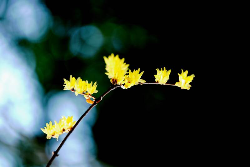 黄花枝头绽放图片
