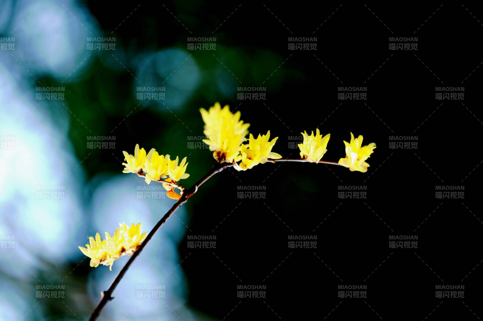 黄花枝头绽放图片