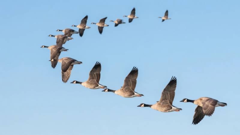 雁群翱翔蓝天图片