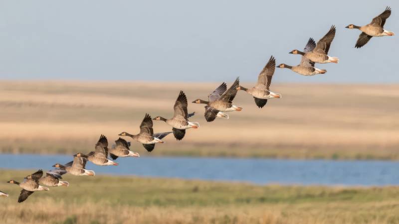 雁群飞翔于湖畔图片