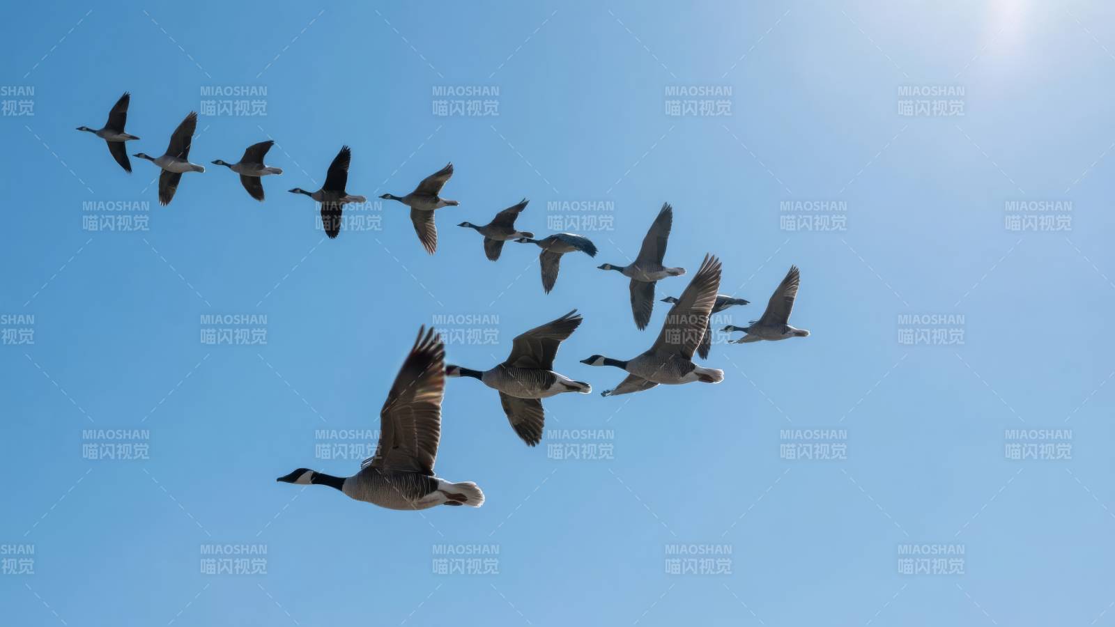 雁群翱翔蓝天图片