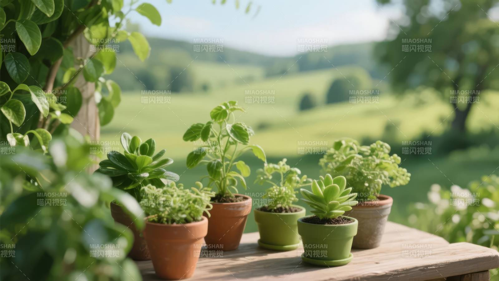 庭院绿植静谧景图片