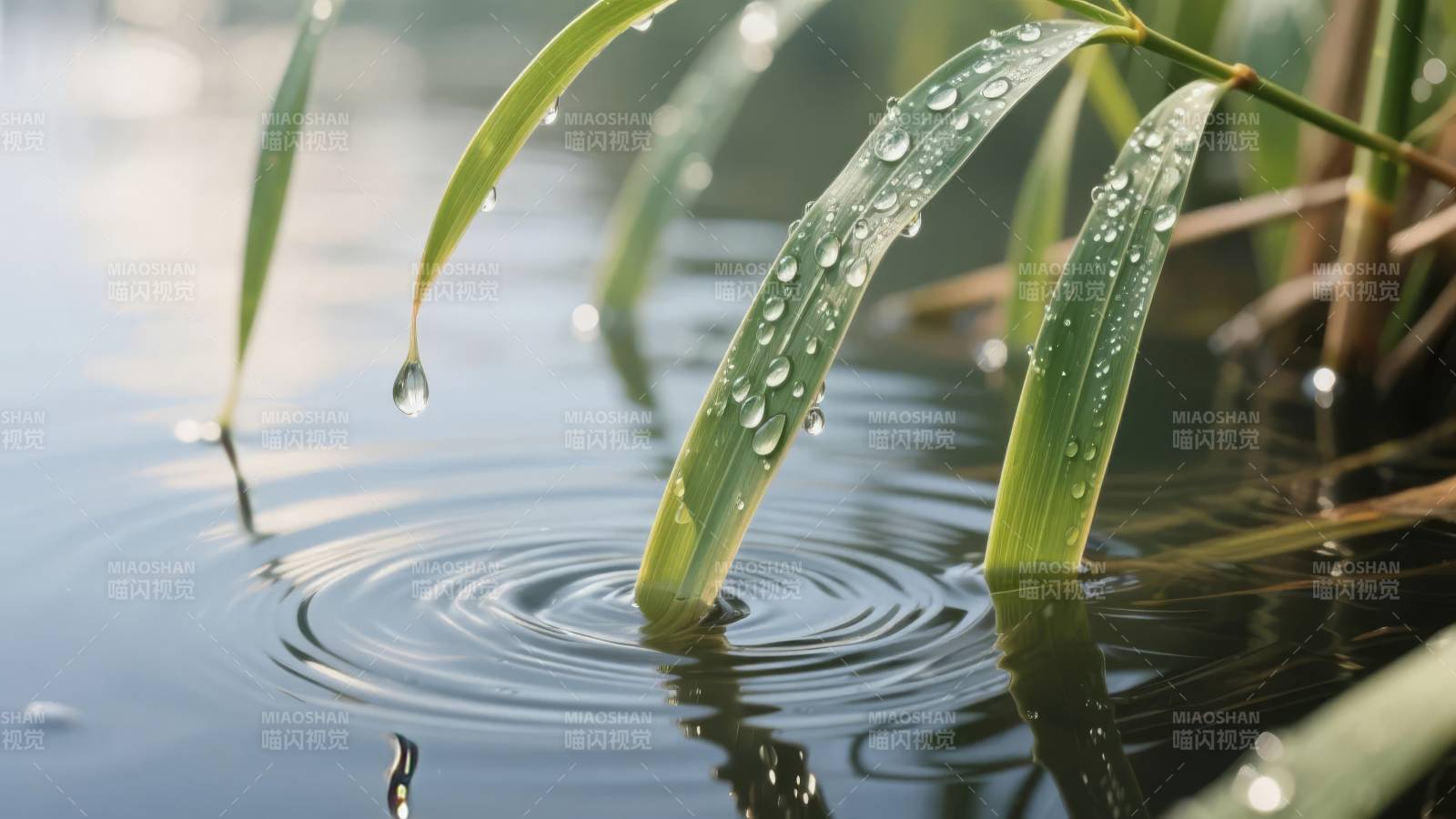 水珠轻落 涟漪荡漾图片