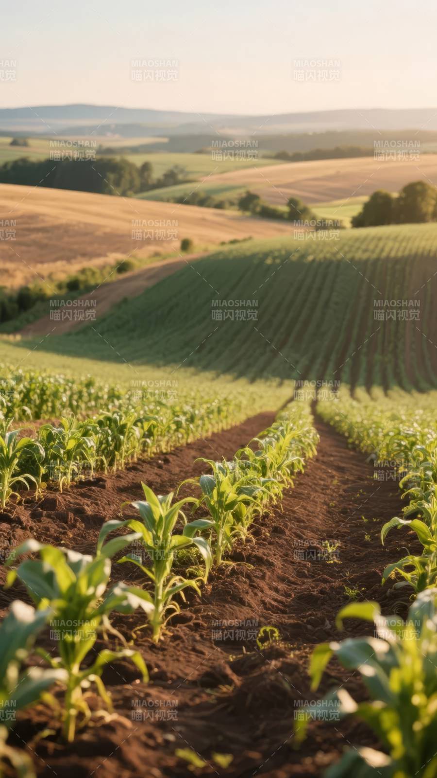 田野绿意盎然图片