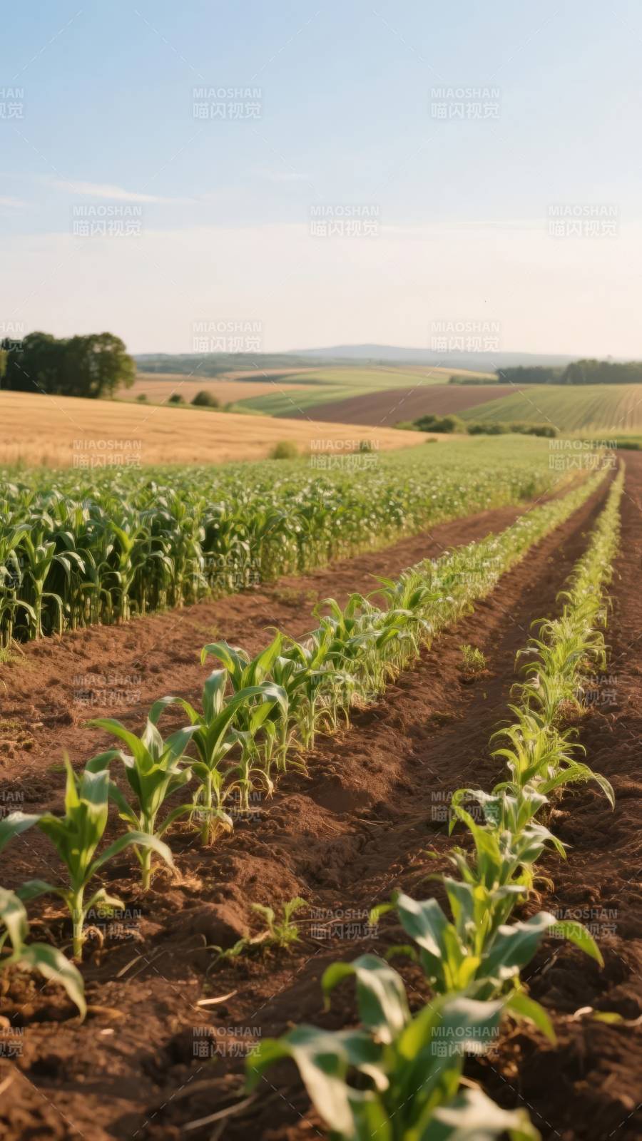 玉米田间绿意盎然图片