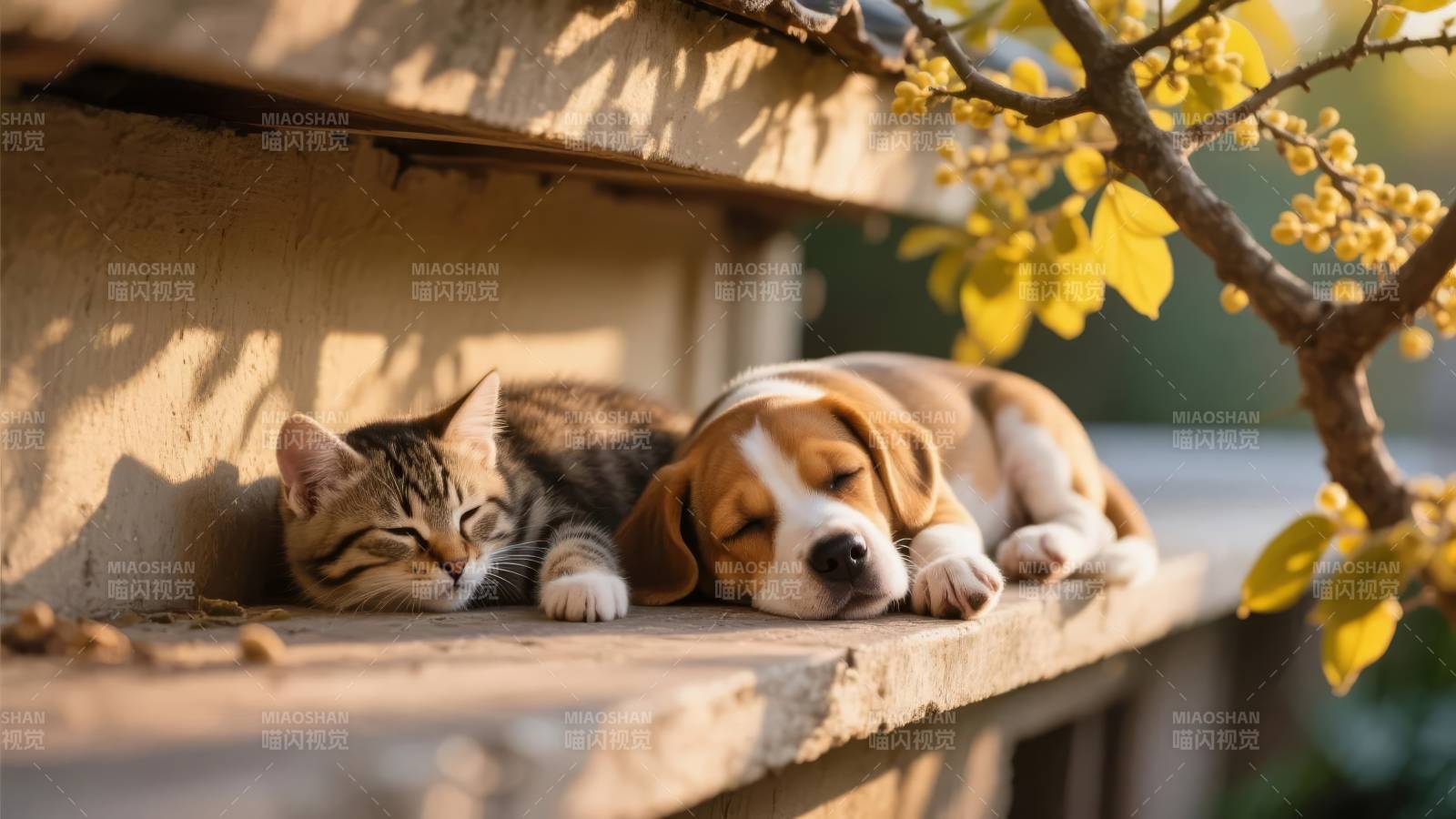 猫狗共眠春日暖图片
