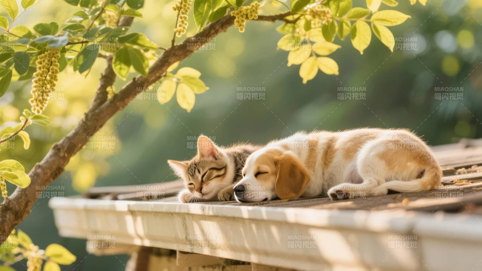 猫狗共眠春日景图片
