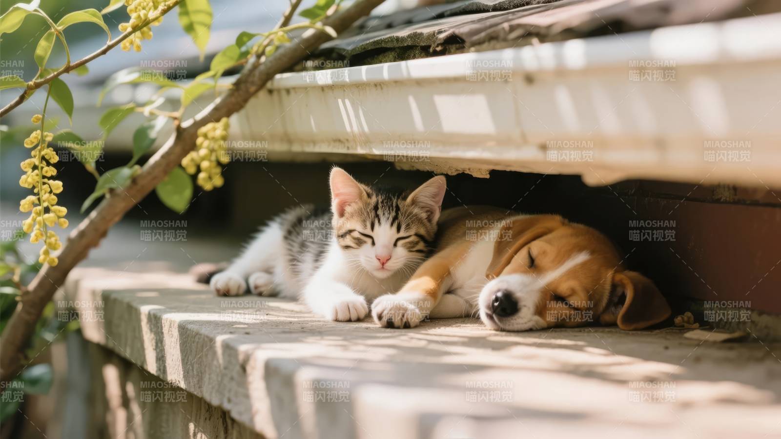 猫狗共眠屋檐下图片