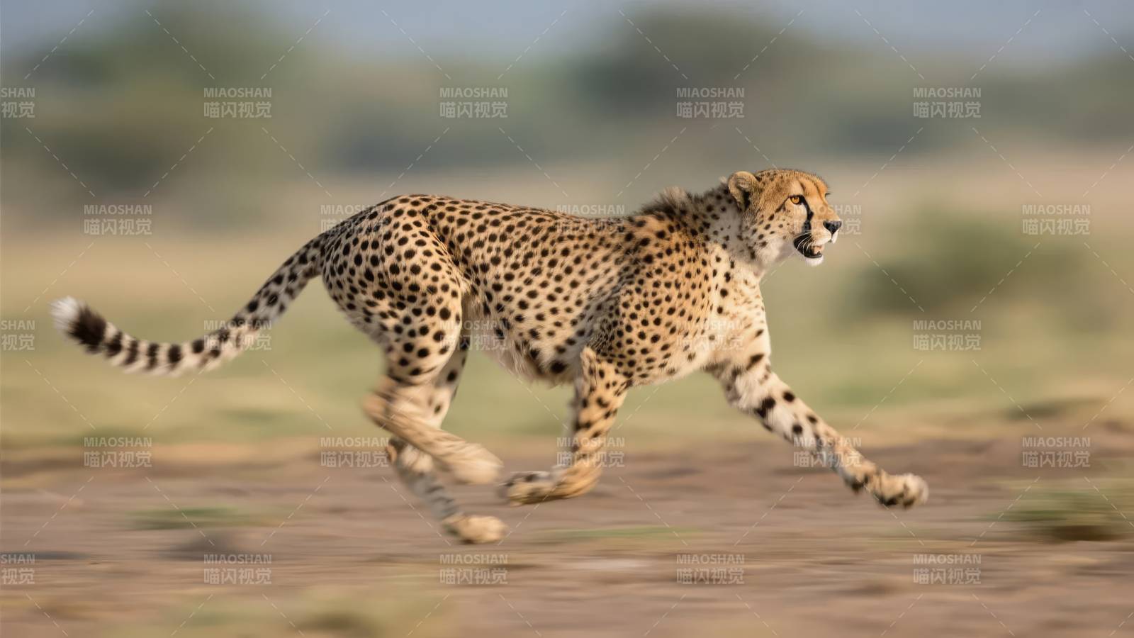 猎豹疾驰草原图片
