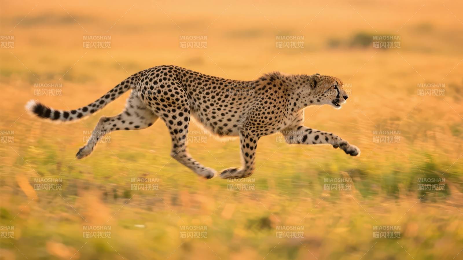 猎豹疾驰草原图片