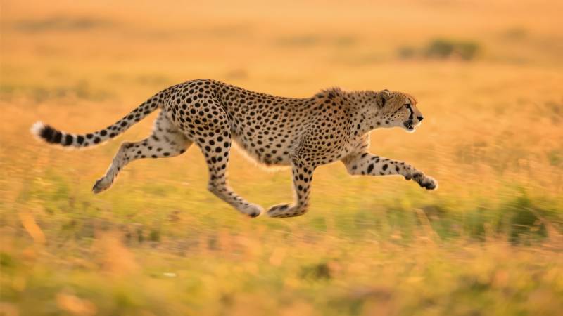 猎豹疾驰草原图片