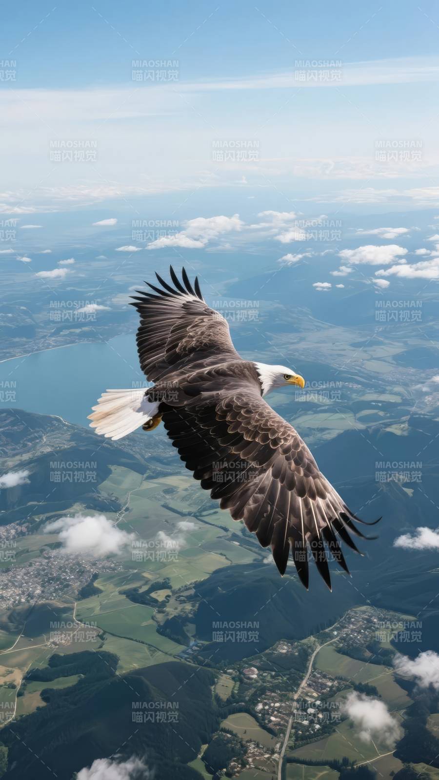 雄鹰翱翔天际图片