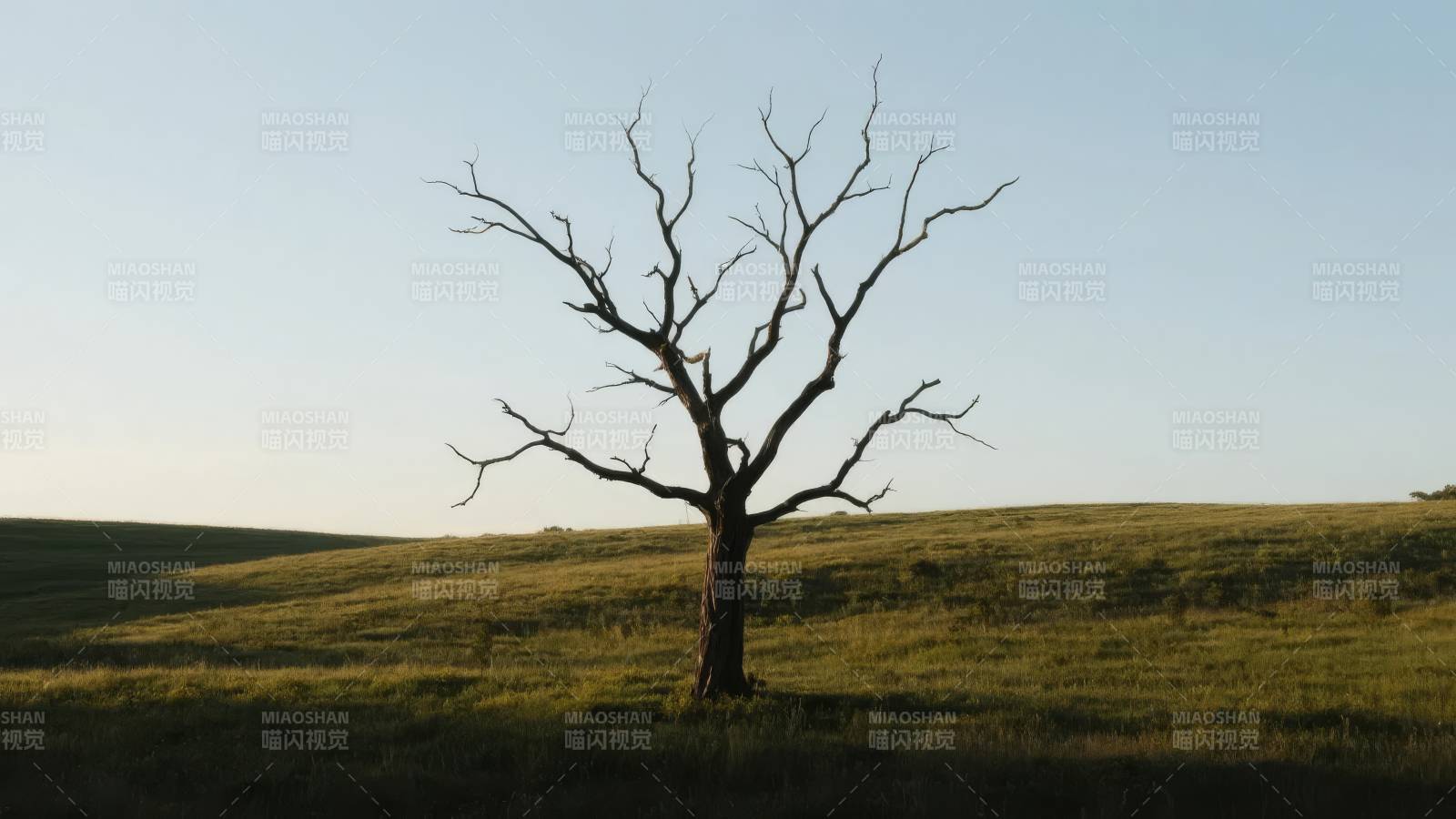 孤树静立草原图片