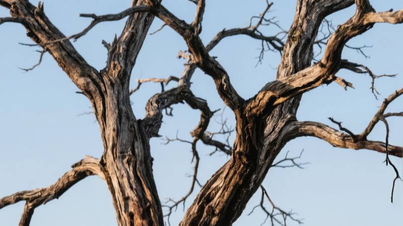 枯树仰望蓝天图片