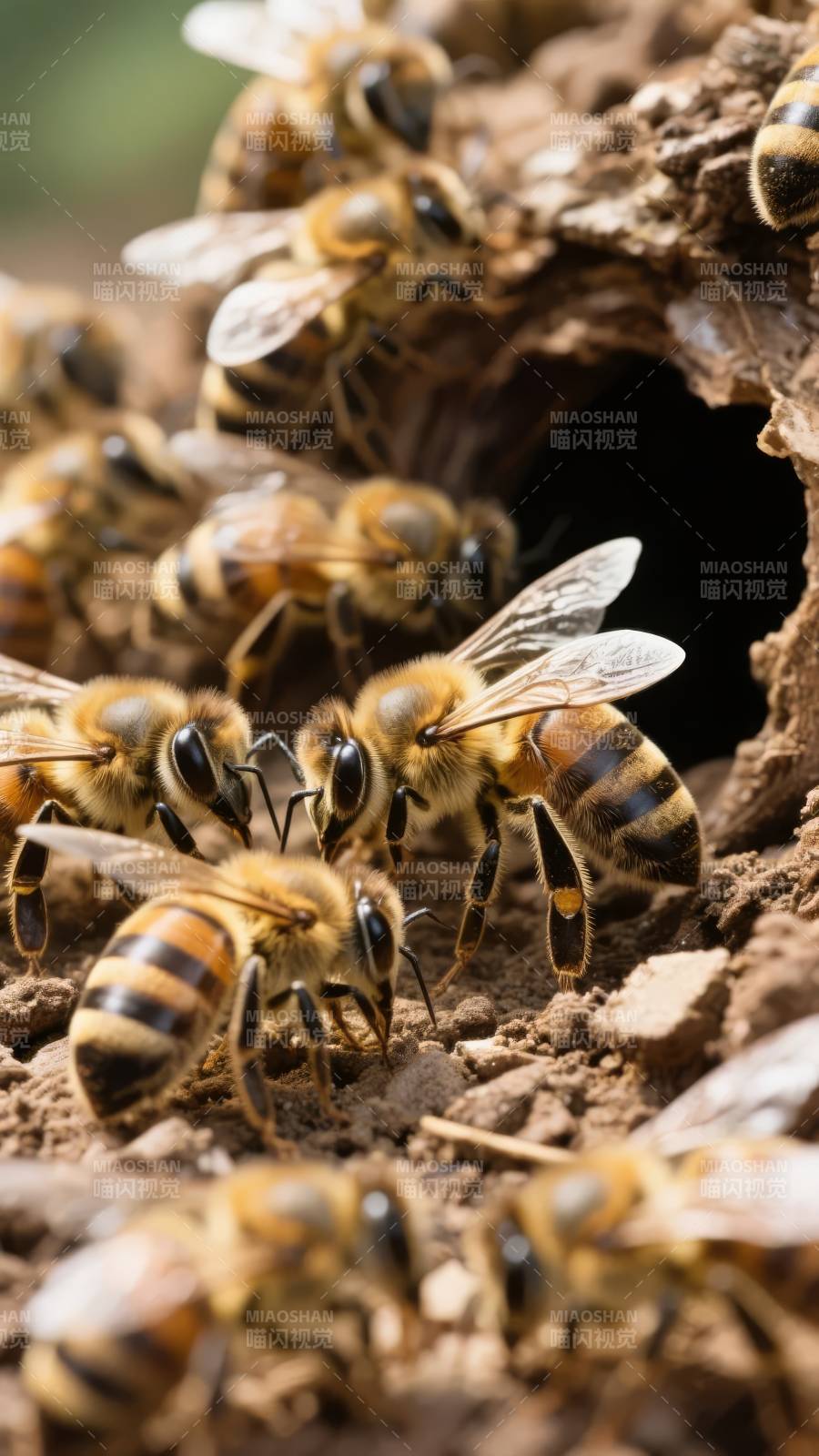蜜蜂群聚洞口图片