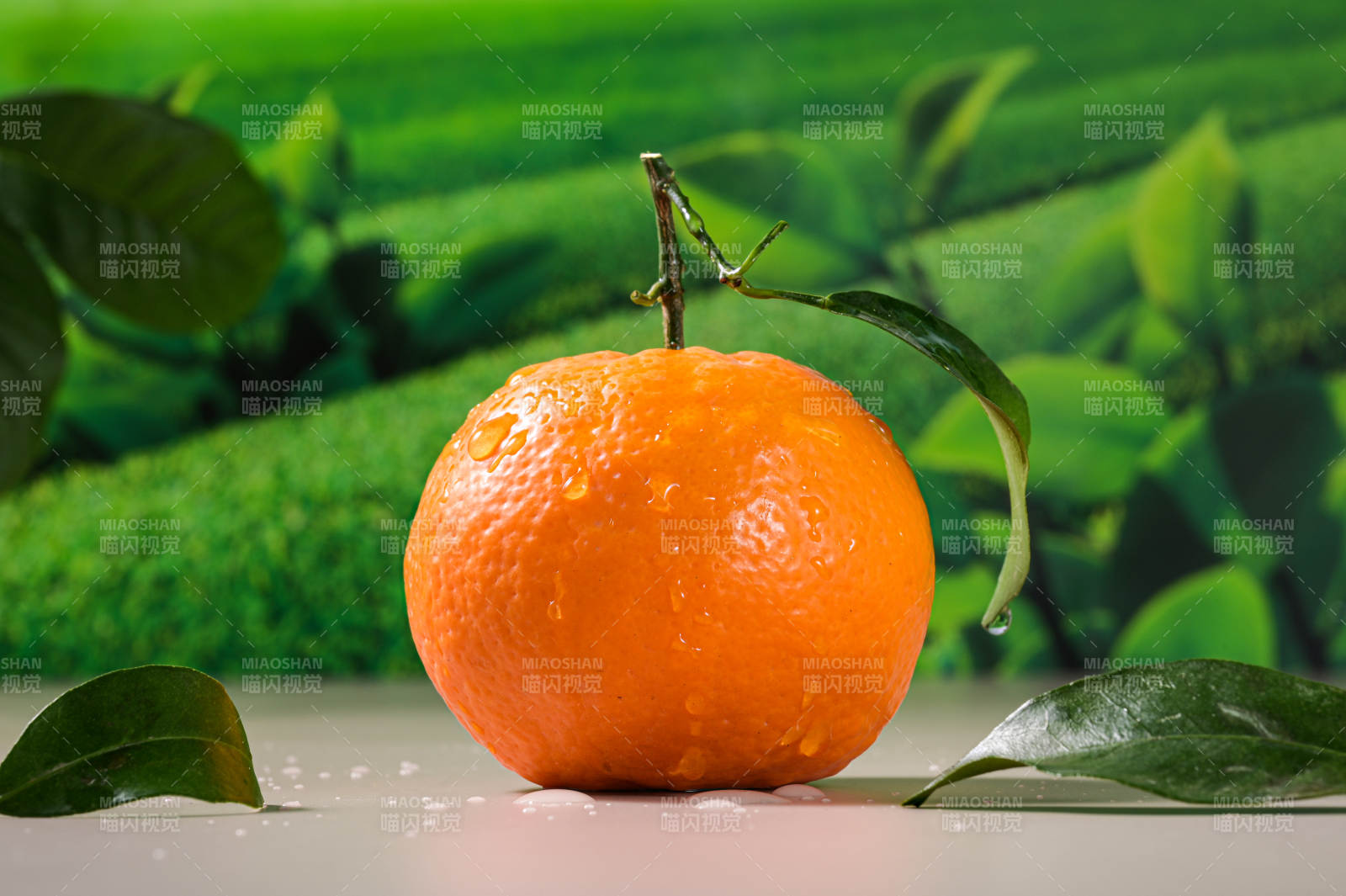 新鲜沃柑特写图片