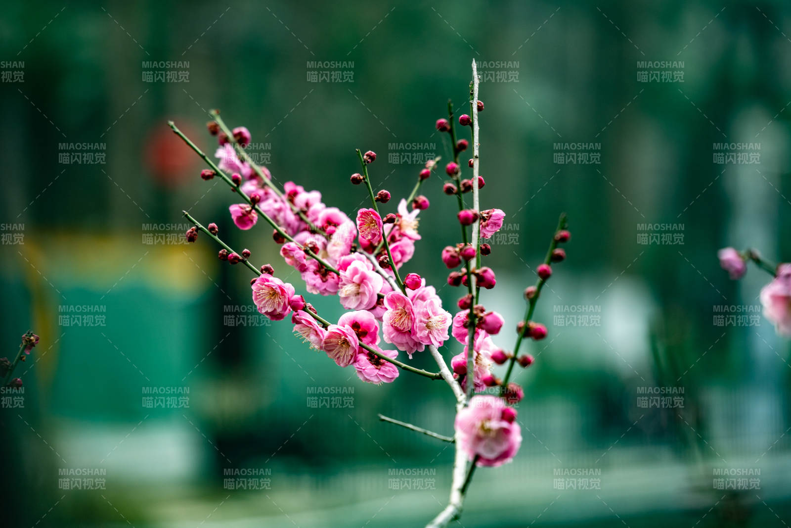 梅花绽放春意浓图片