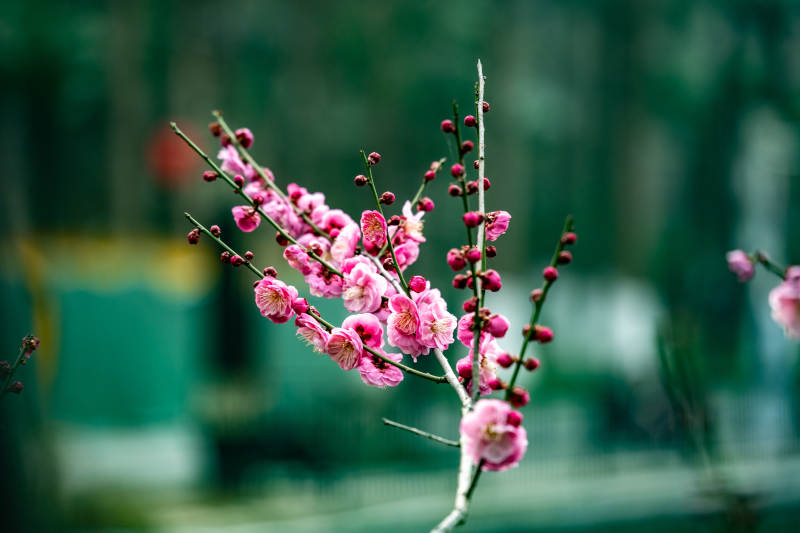 梅花绽放春意浓图片