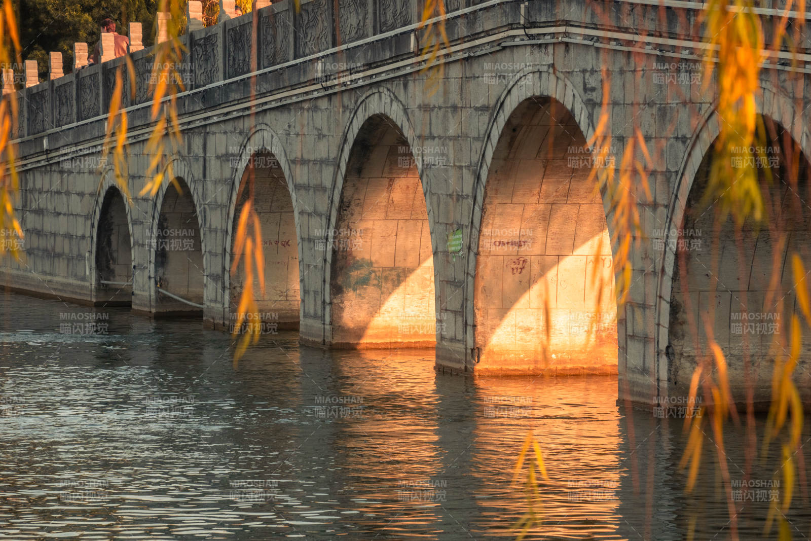 桥影映水 柳垂金光图片