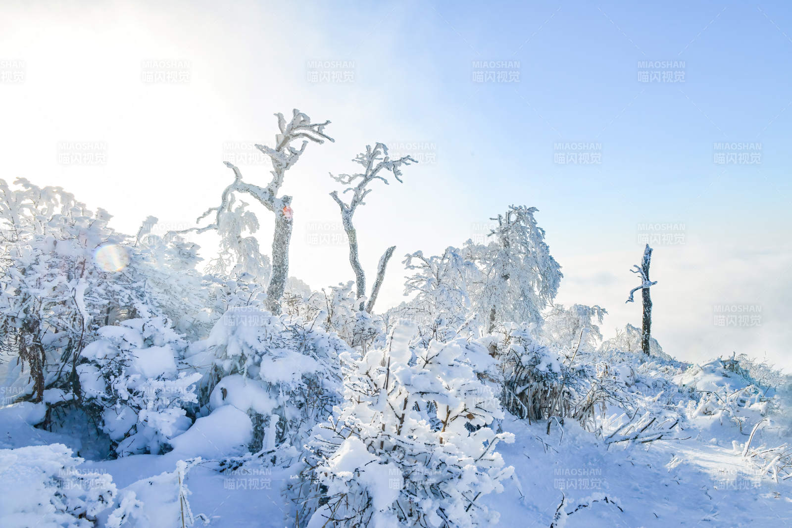 大秃顶子山上。图片