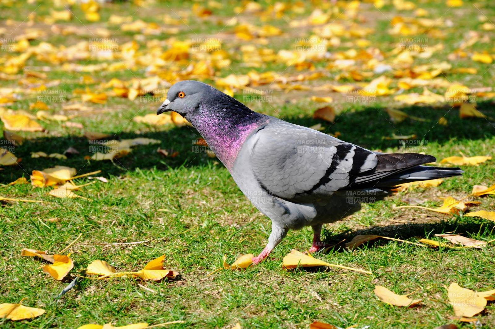 秋日草地上鸽子图片