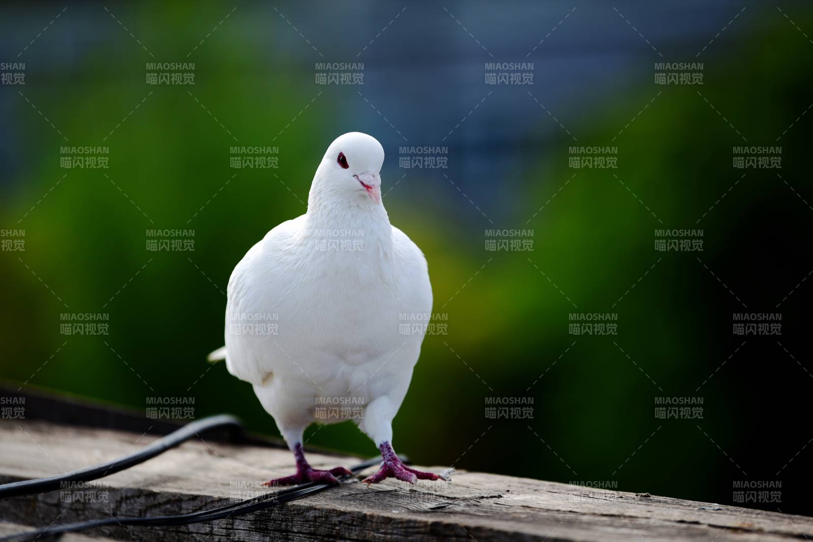 白鸽栖息木栏图片