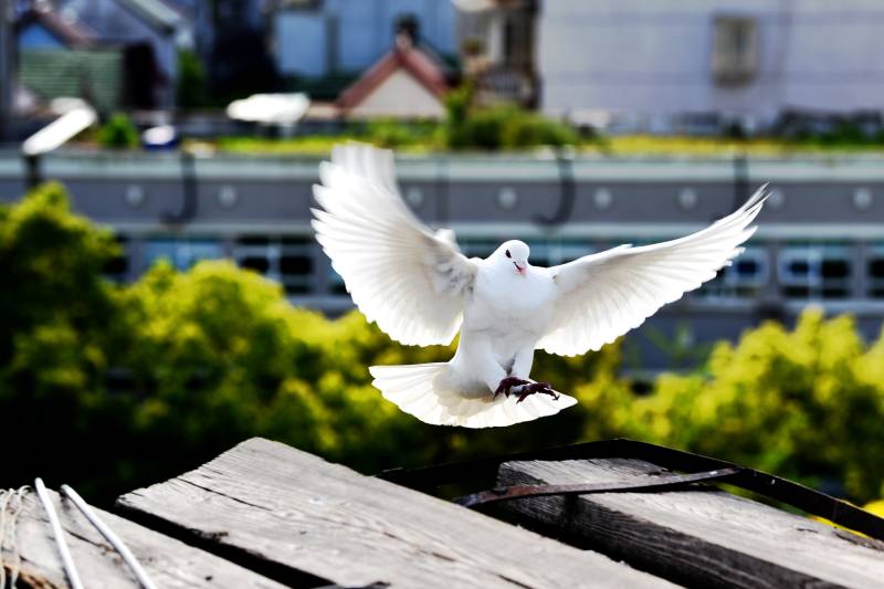 白鸽展翅飞翔图片
