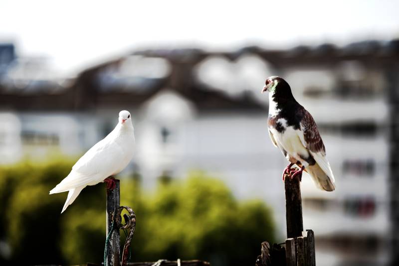 双鸽栖枝 静观远方图片