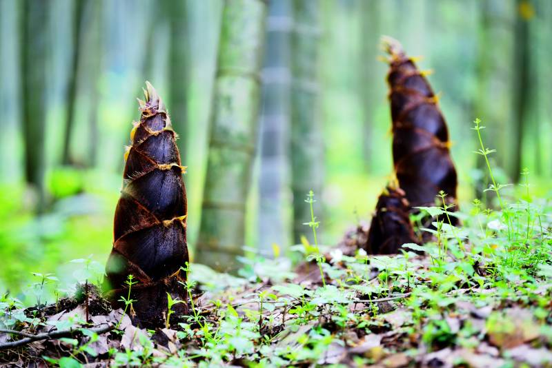 竹笋破土而出图片