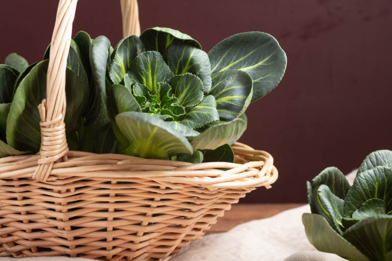 篮中上海青苗图片