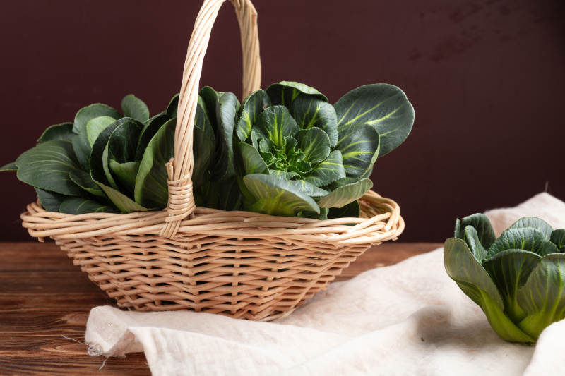 篮中上海青苗图片