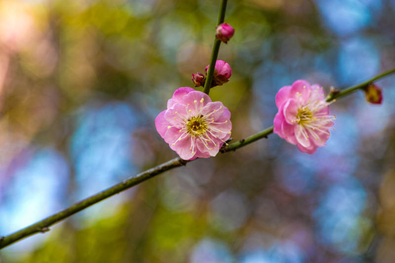 梅花绽放春意浓图片