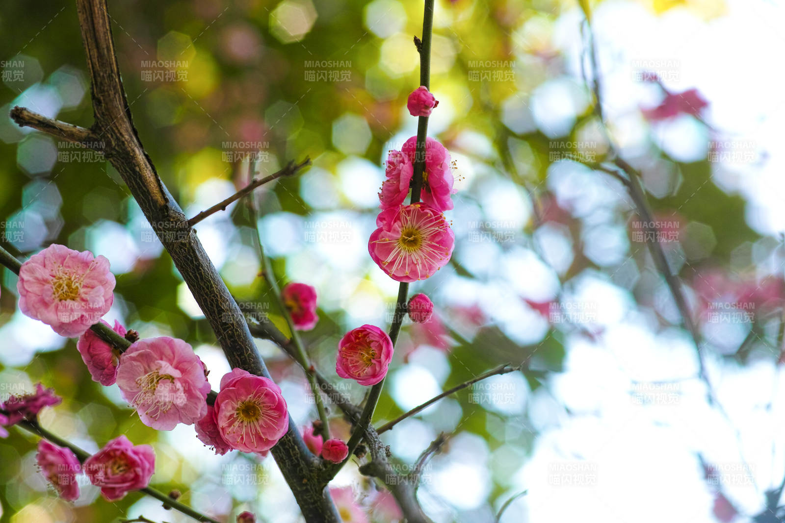梅花绽放枝头图片