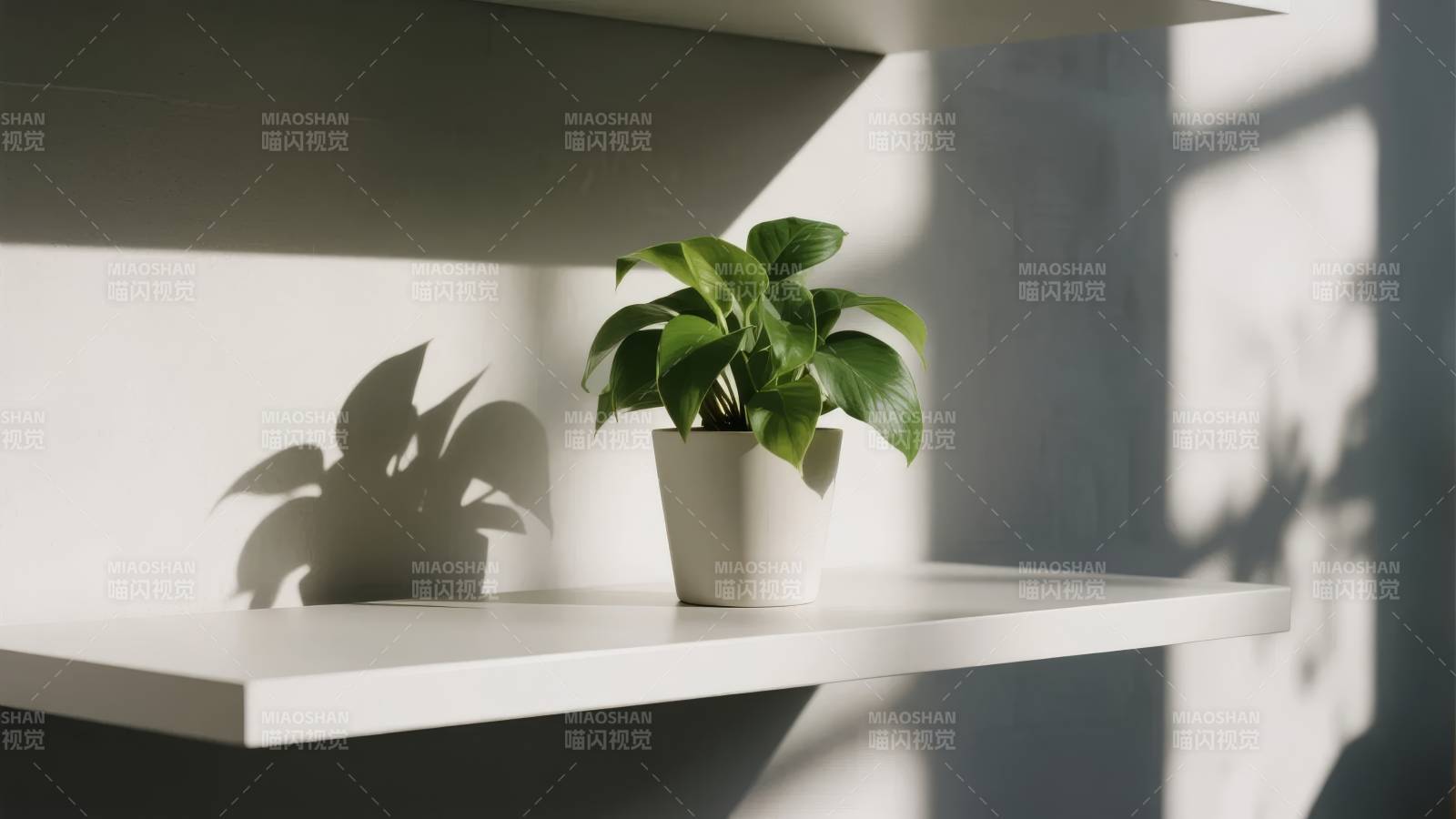 绿植光影静谧角图片