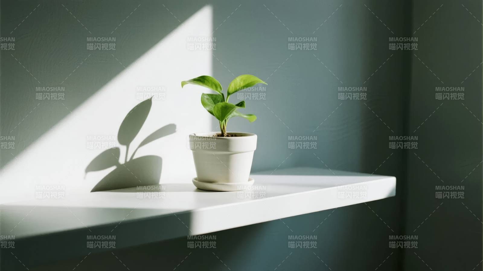 光影中的绿植图片