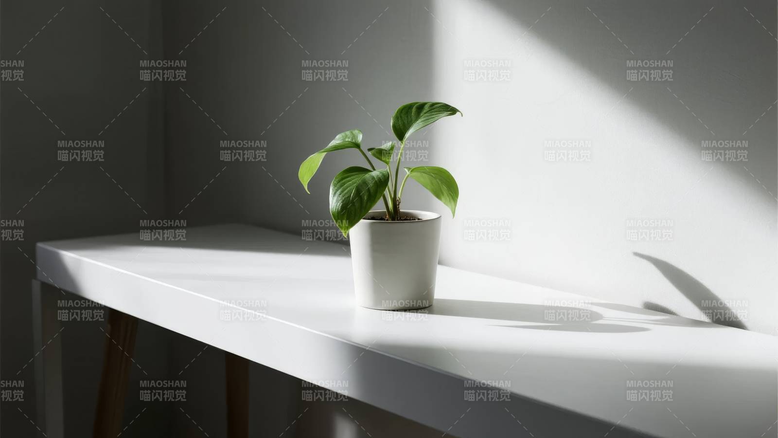 绿植静置于白桌图片