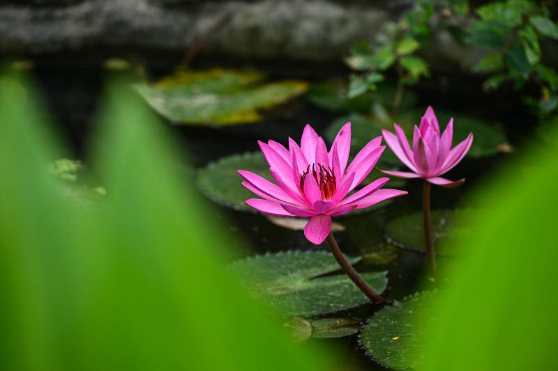 荷塘里盛开的粉色睡莲特写图片