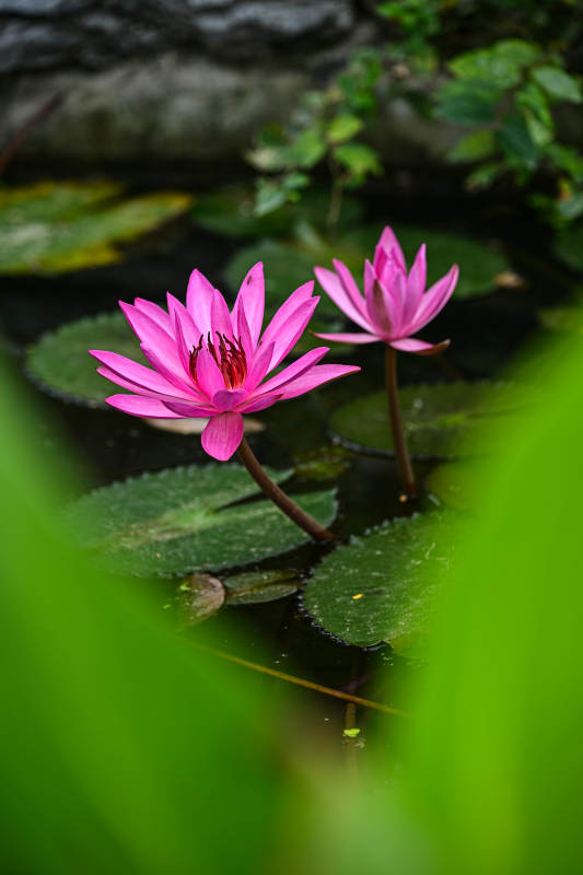 荷塘里盛开的粉色睡莲特写图片