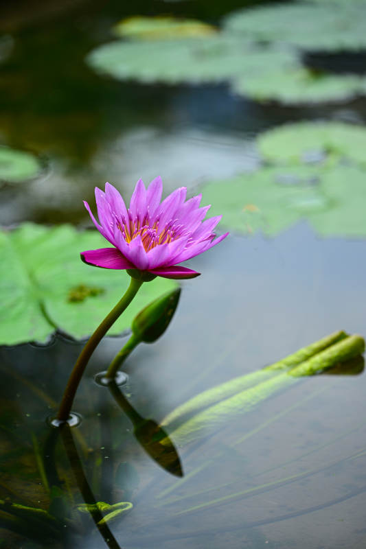 荷塘里盛开的紫色睡莲特写图片