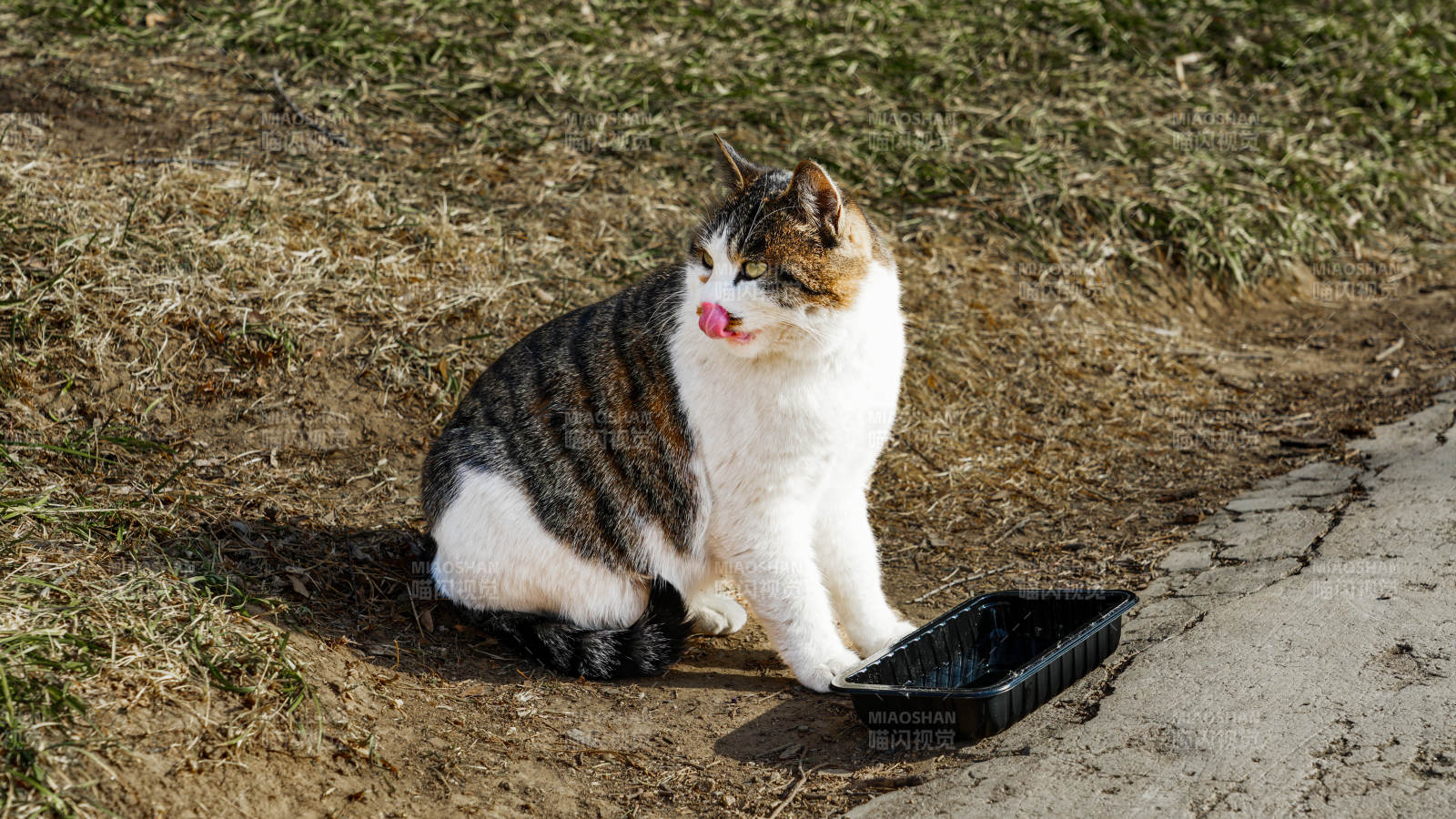 猫咪舔毛休息中图片