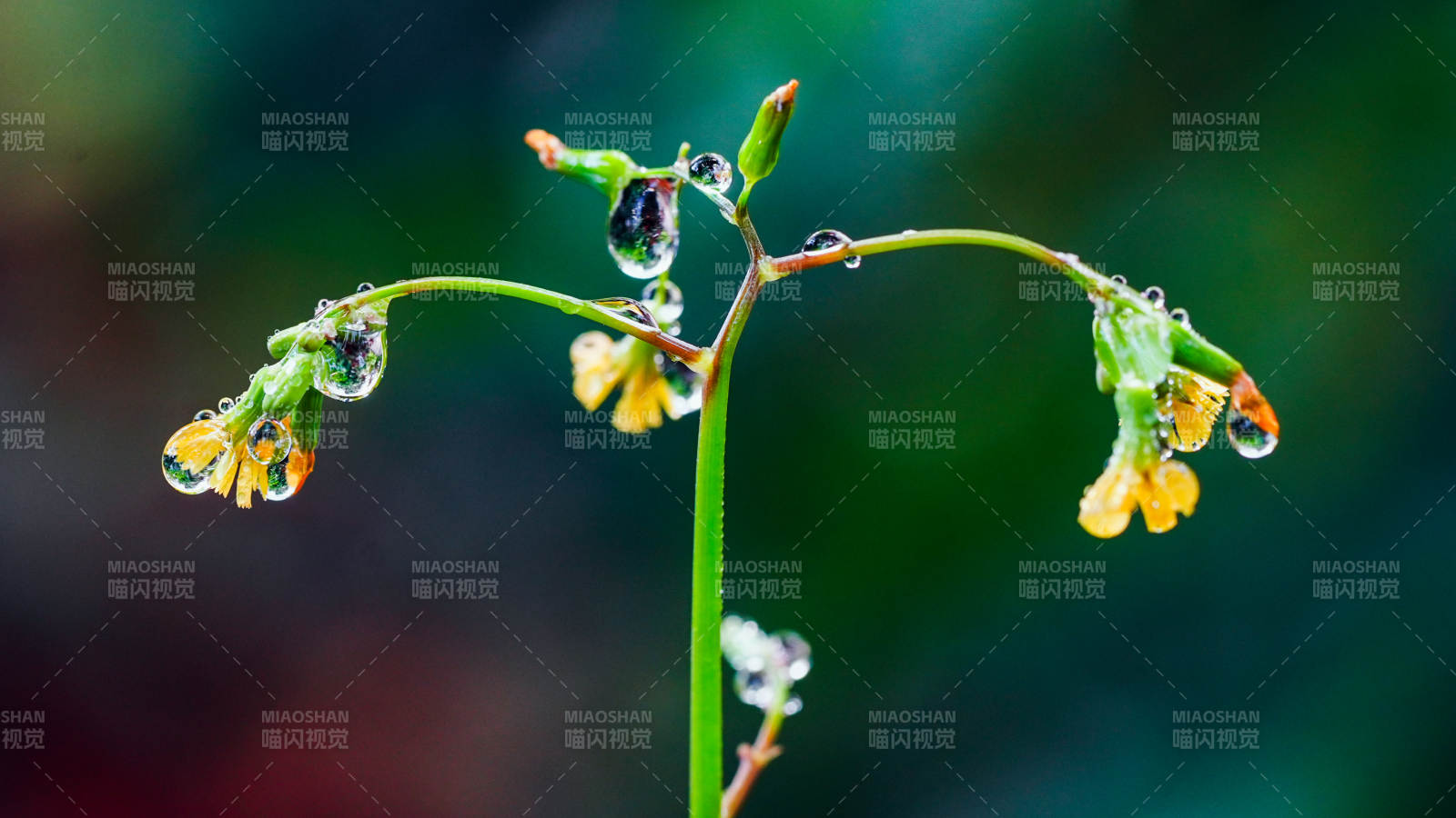 雨后花枝滴露珠图片